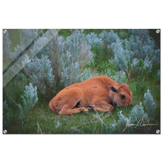 ccb95cc7-8236-49d5-b177-183430ab2d83